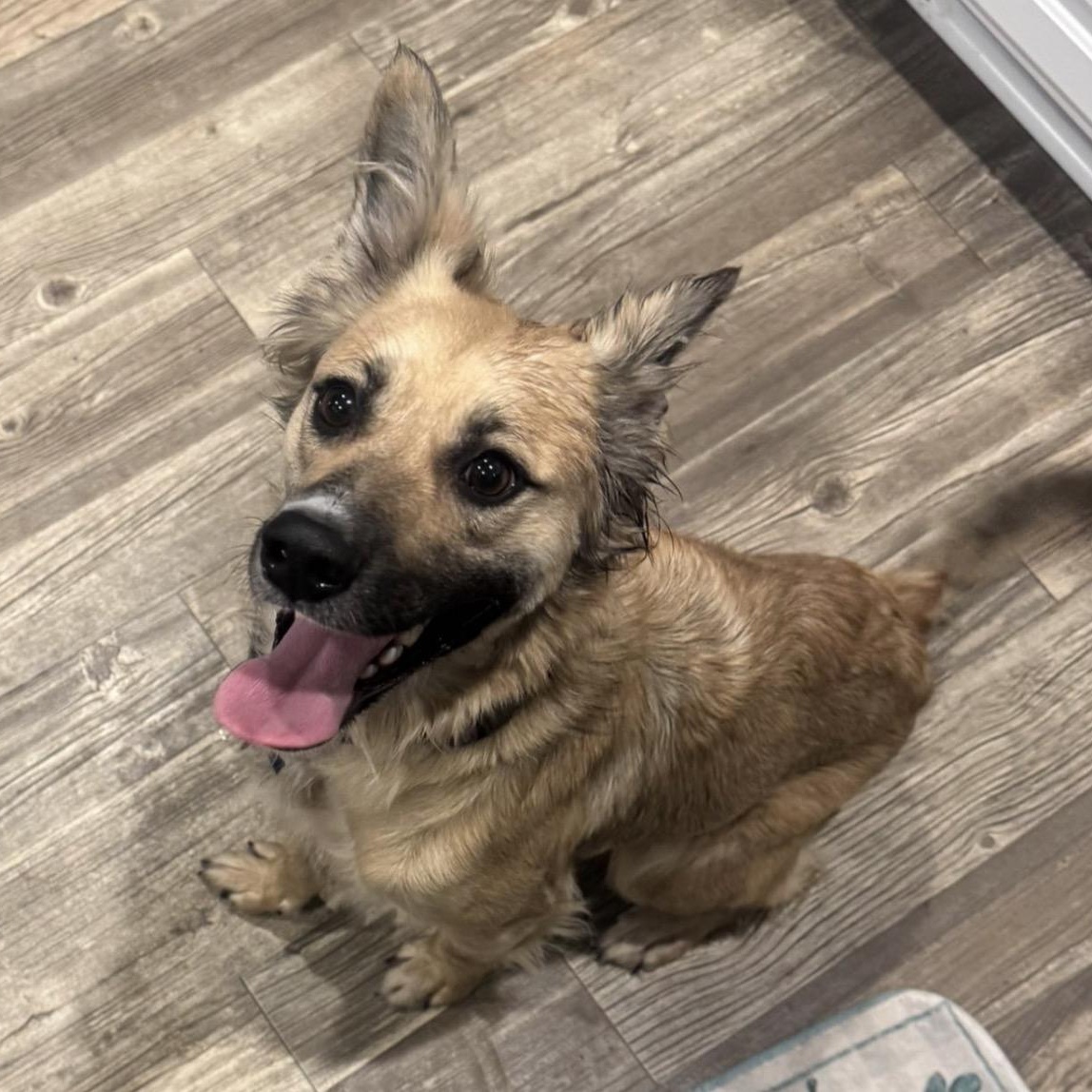 Millie, a Adoptable mixed breed in Calabash, NC image 2/3