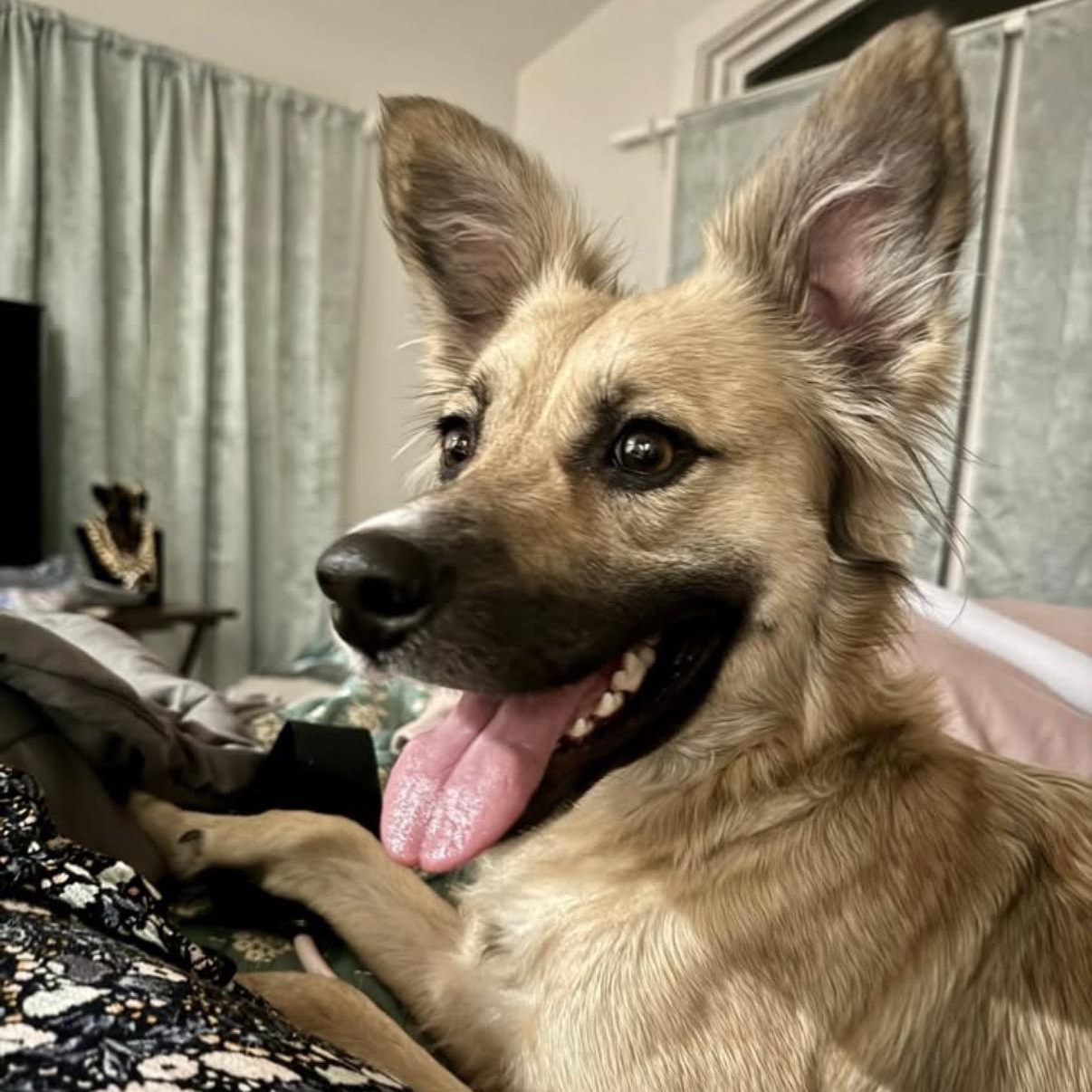 Millie, a Adoptable mixed breed in Calabash, NC image 3/3