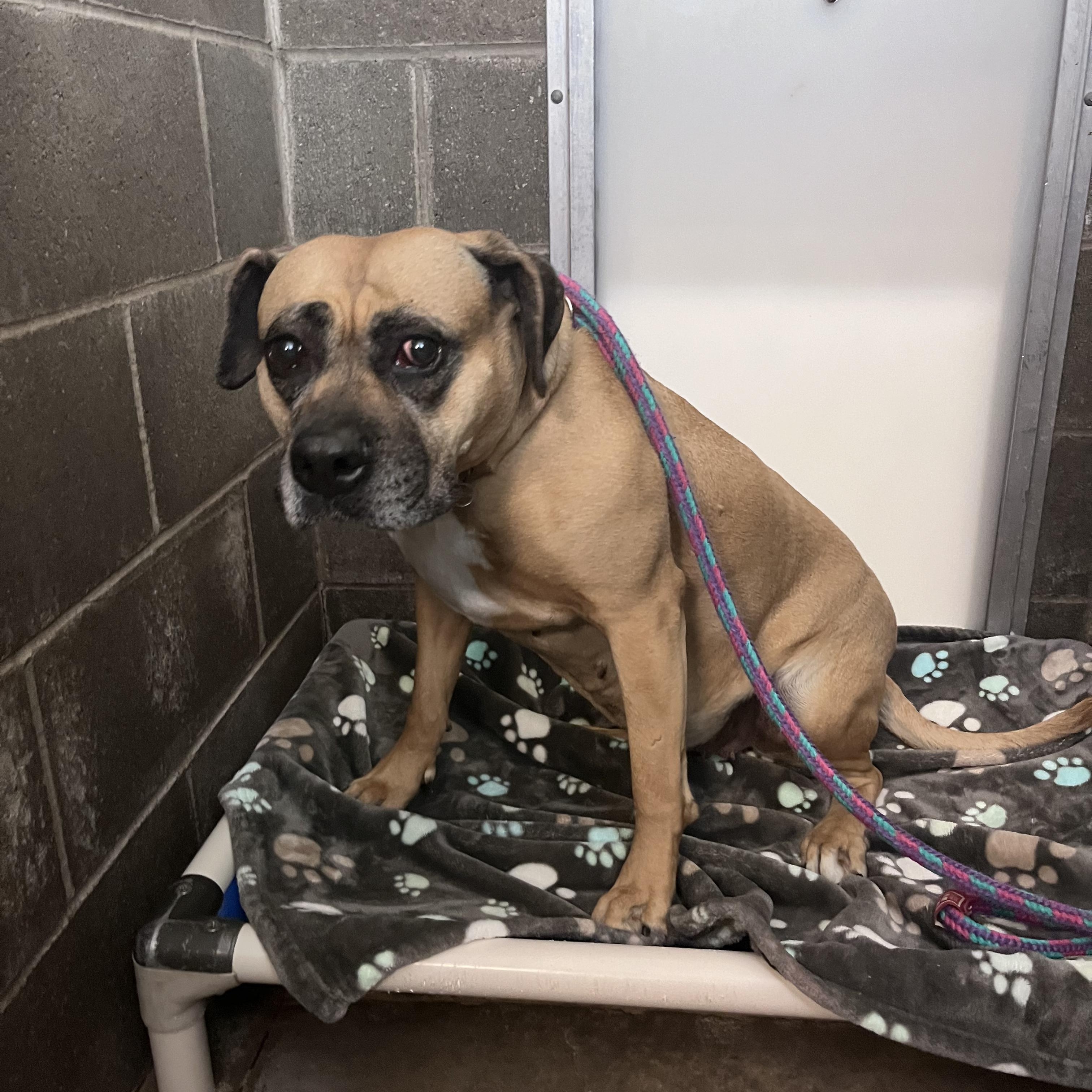 Enlarge Whoopee Cushion, a Adoptable mixed breed in West Jefferson, OH image 5/5