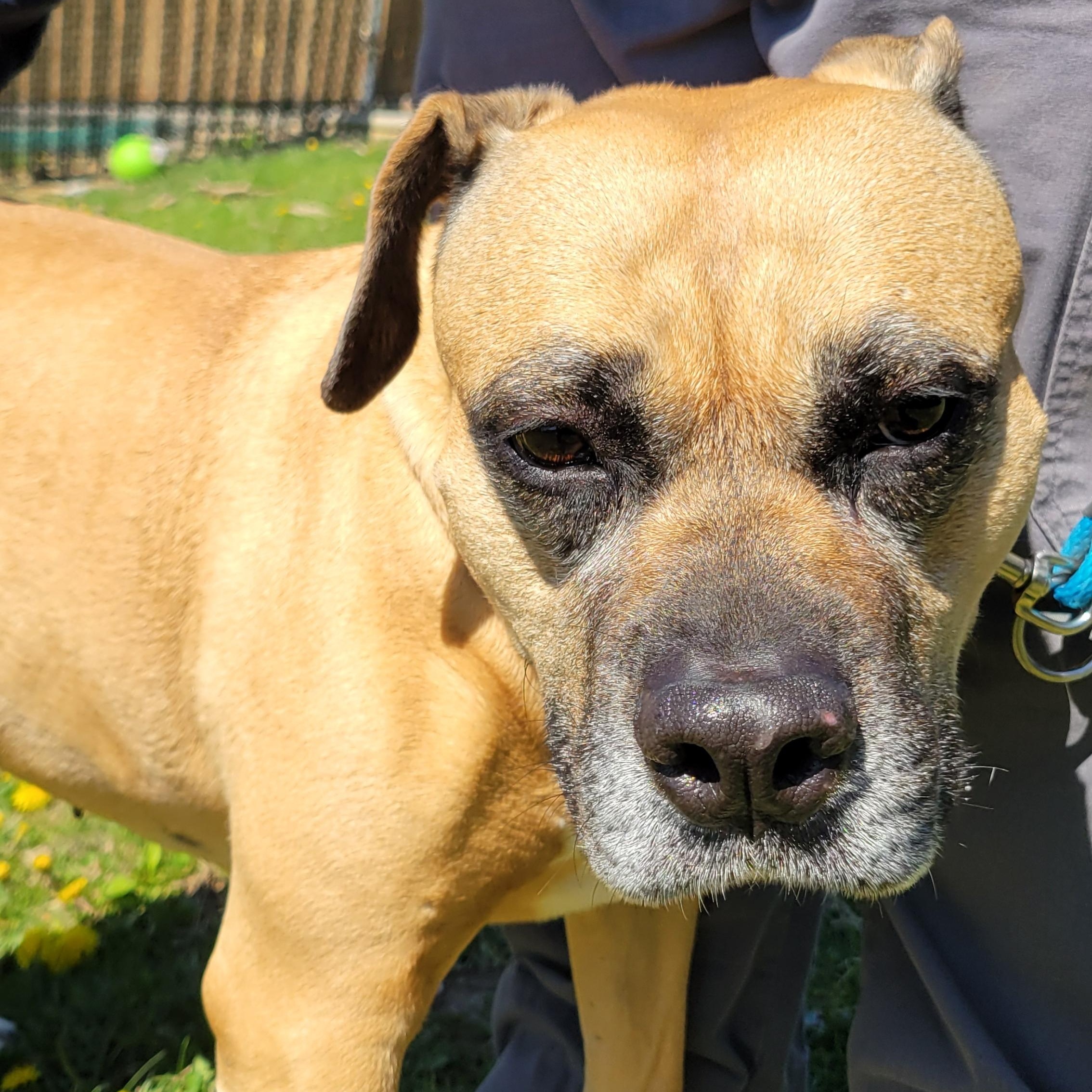 Enlarge Whoopee Cushion, a Adoptable mixed breed in West Jefferson, OH image 2/5