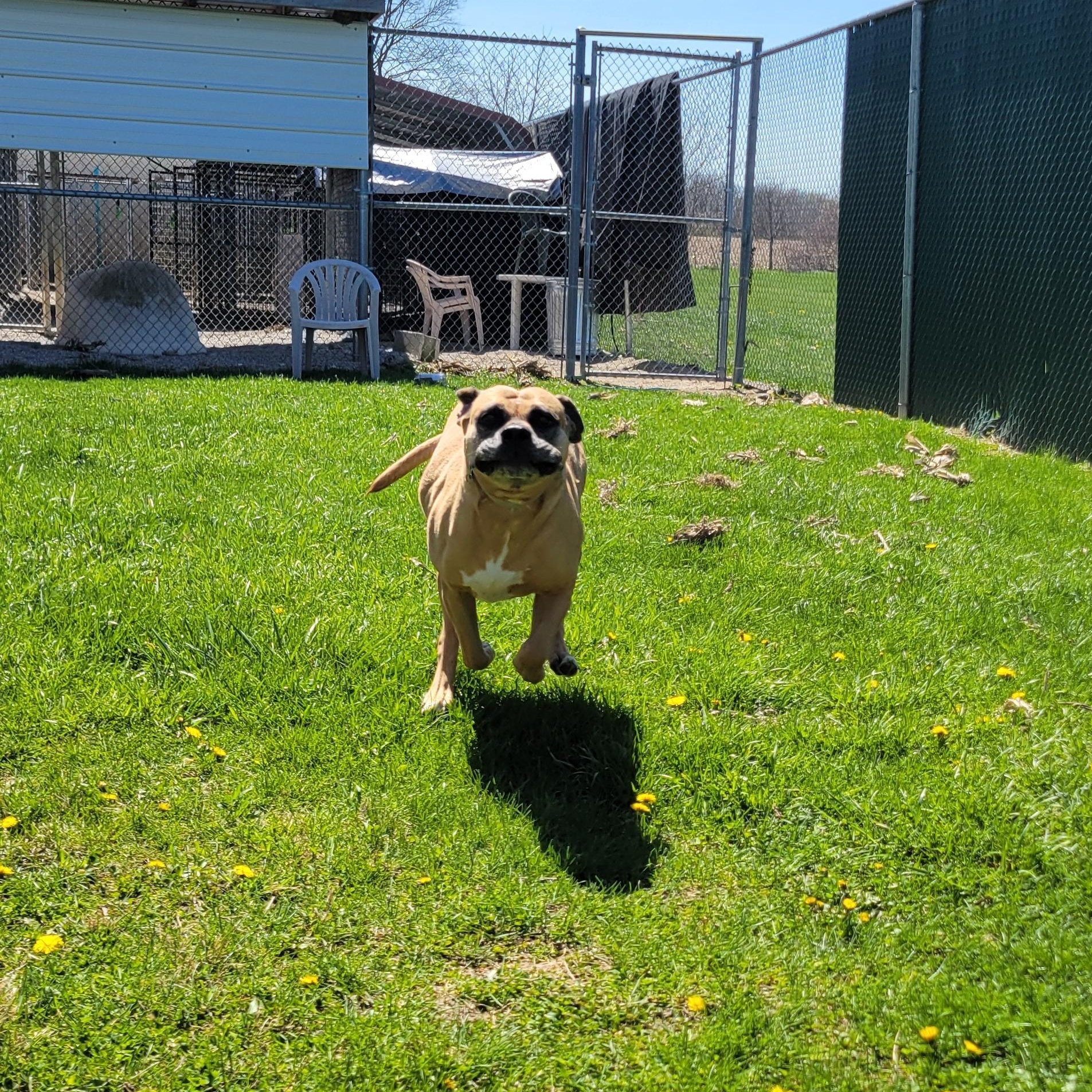 Enlarge Whoopee Cushion, a Adoptable mixed breed in West Jefferson, OH image 4/5