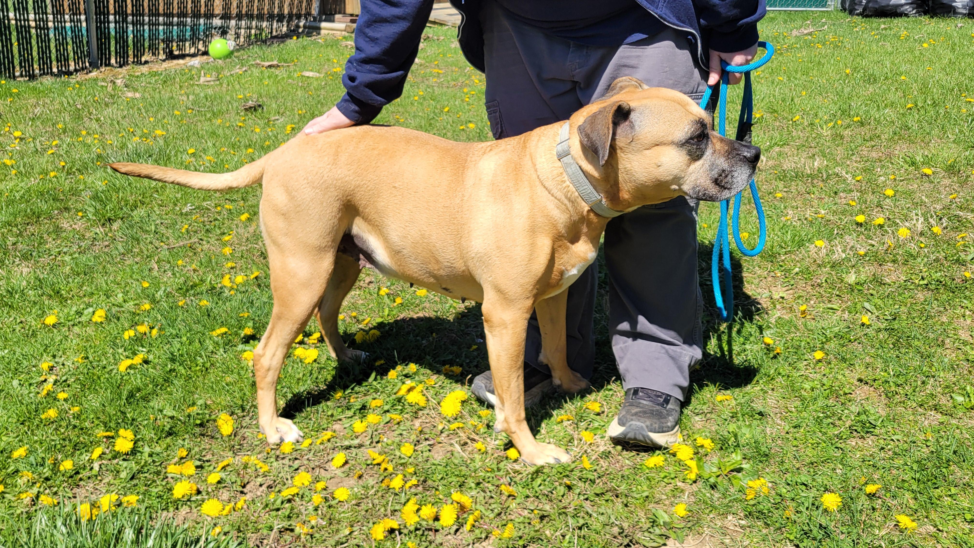 Enlarge Whoopee Cushion, a Adoptable mixed breed in West Jefferson, OH image 3/5
