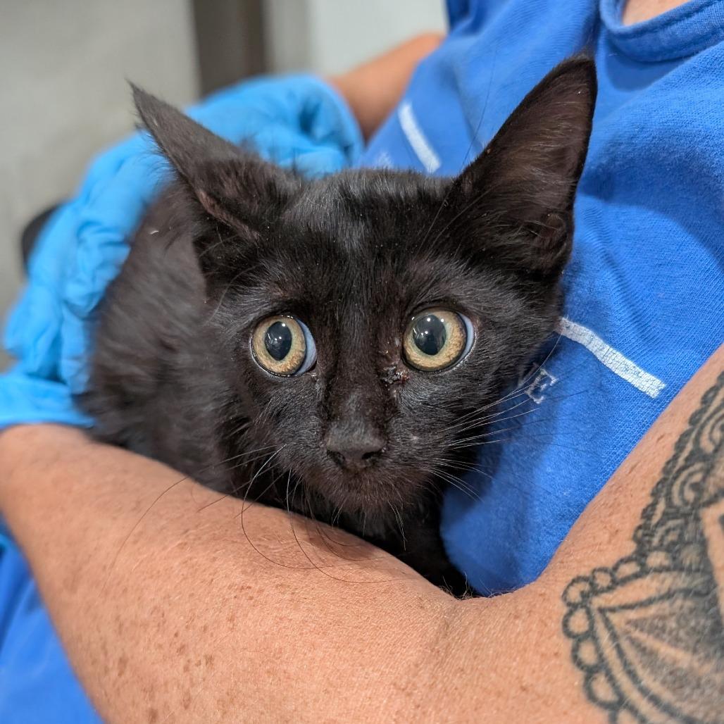 Bella, Adoptable, Kitten Female Domestic Short Hair.