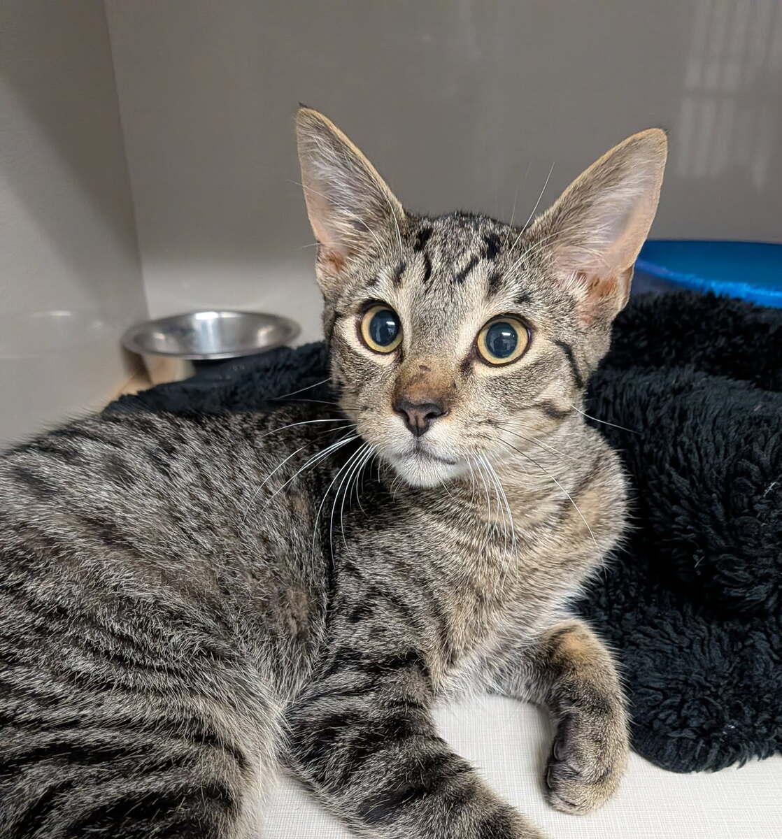 Enlarge Batman, a Adoptable Domestic Short Hair in wetaskiwin, AB image 2/3