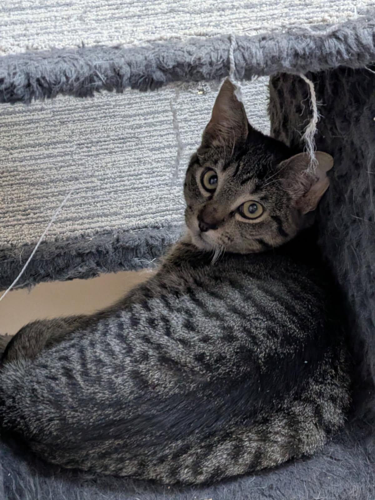Enlarge Batman, a Adoptable Domestic Short Hair in wetaskiwin, AB image 3/3