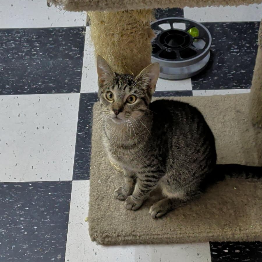 Batman, Adoptable, Kitten Male Domestic Short Hair.