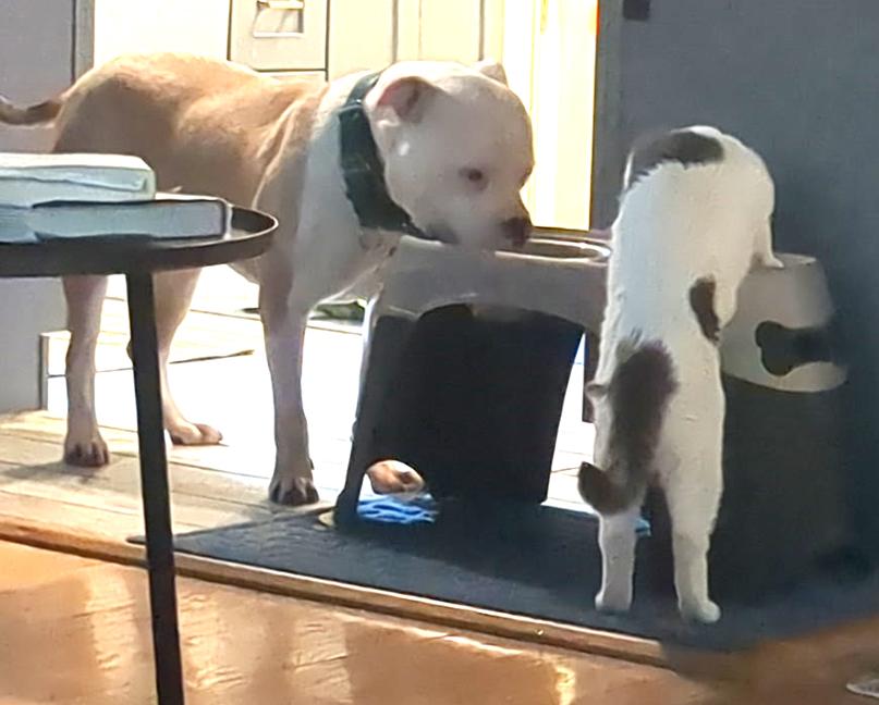 Romeo - Fee Waived, a ADOPTABLE American Bulldog in Chicago, IL image 4/6