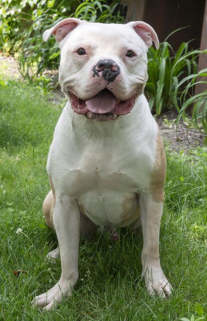 Romeo - Fee Waived, a ADOPTABLE American Bulldog in Chicago, IL image 5/6