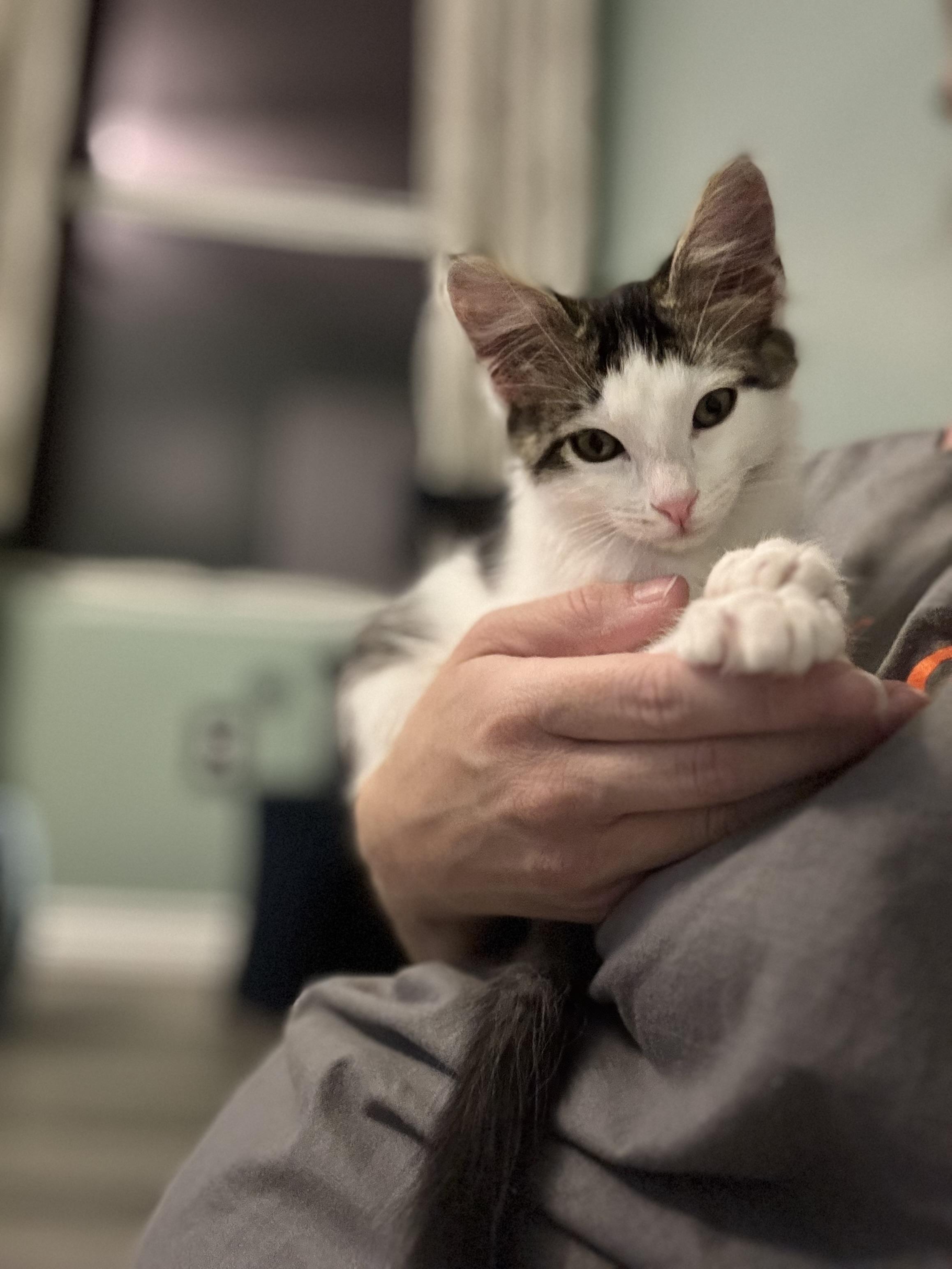 Enlarge FAISAL - THE FABULOUS FLUFF, a Adoptable Domestic Short Hair in Plano, TX image 4/6