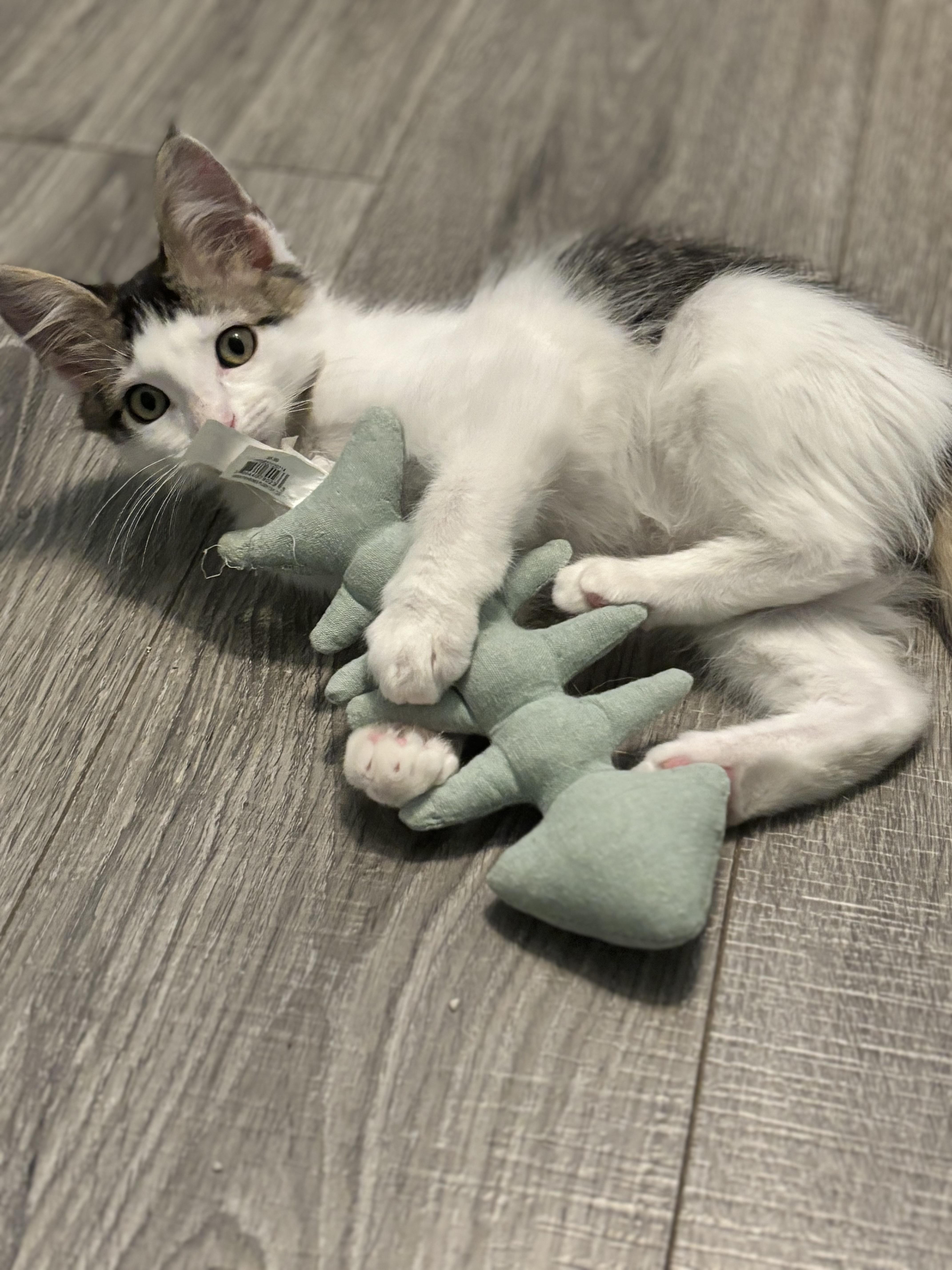 Enlarge FAISAL - THE FABULOUS FLUFF, a Adoptable Domestic Short Hair in Plano, TX image 2/6