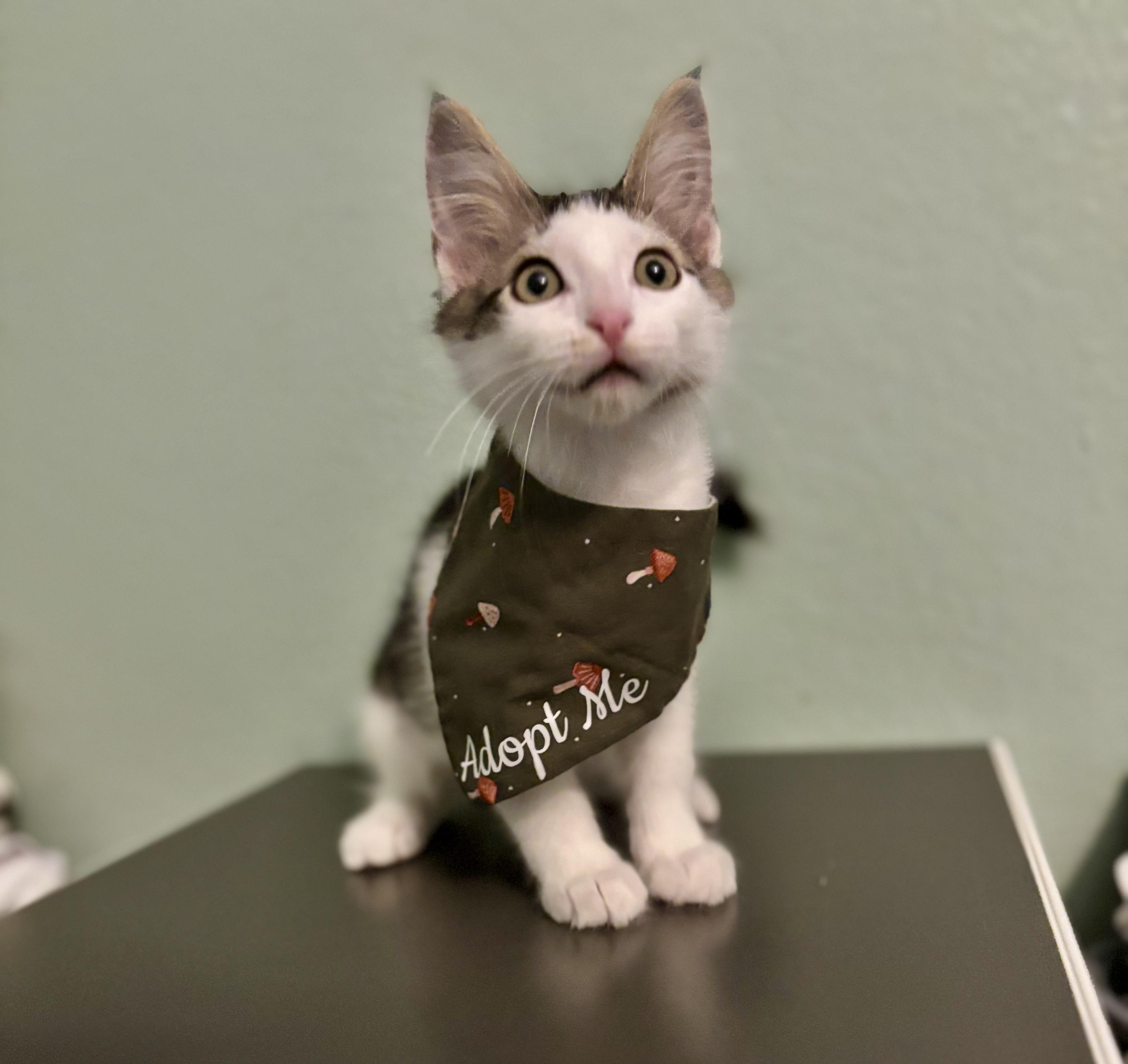 FAISAL - THE FABULOUS FLUFF, Adoptable, Young Male Domestic Short Hair.