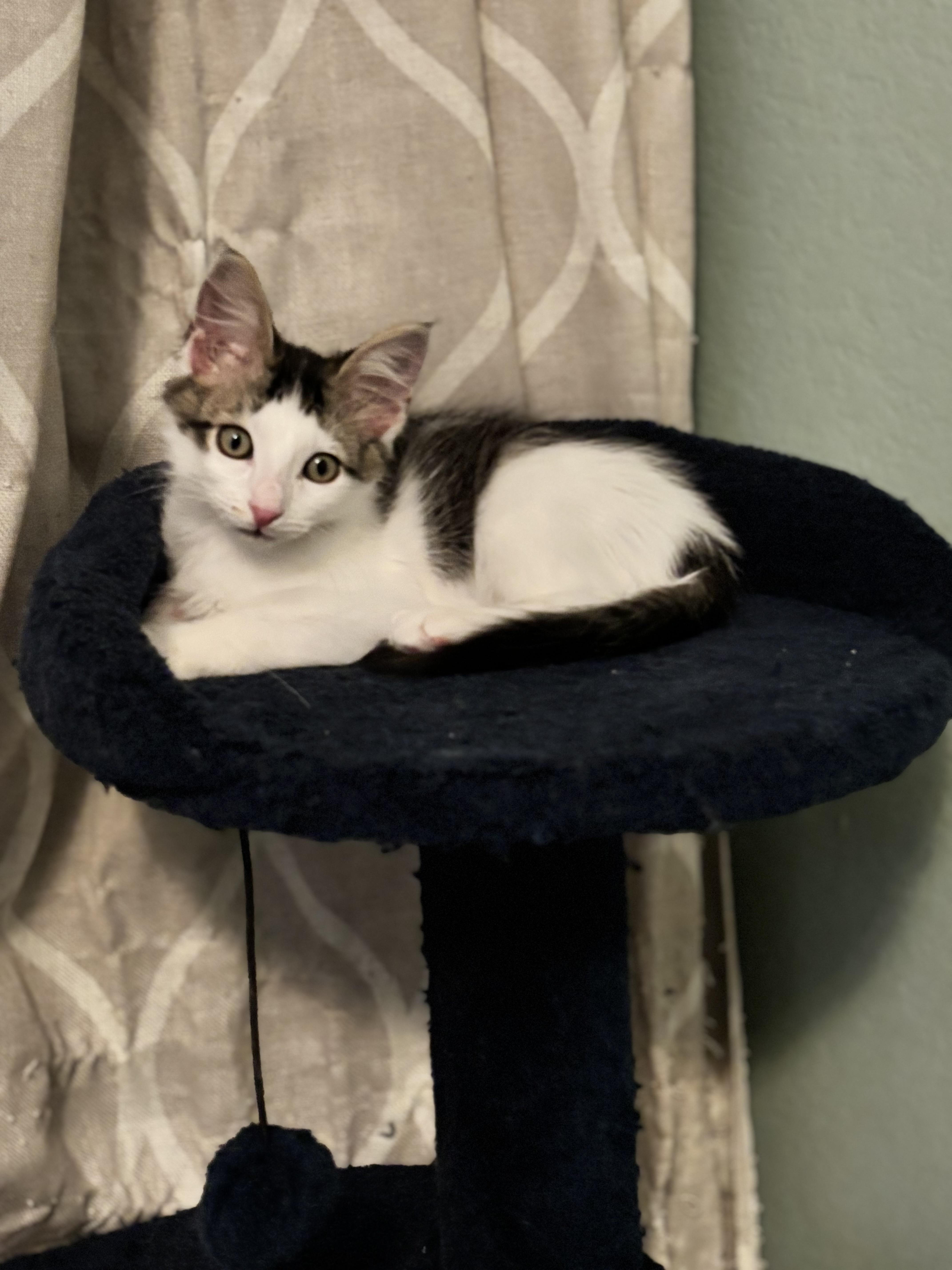 Enlarge FAISAL - THE FABULOUS FLUFF, a Adoptable Domestic Short Hair in Plano, TX image 3/6