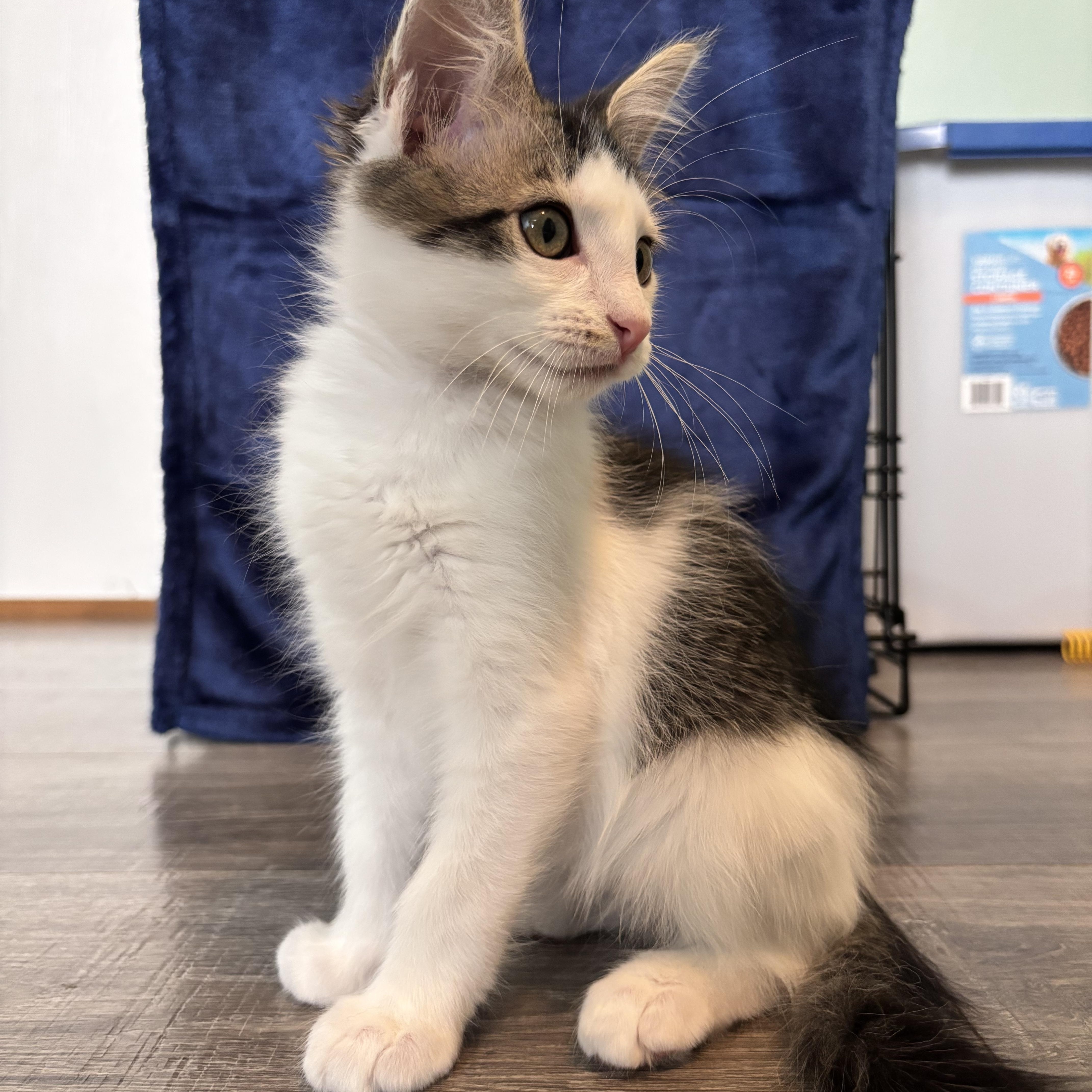 Enlarge FAISAL - THE FABULOUS FLUFF, a Adoptable Domestic Short Hair in Plano, TX image 5/6