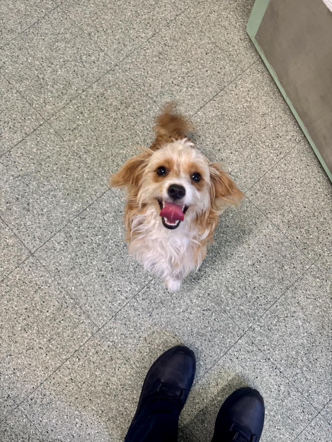 Sky, Adopted, Young Female Cavalier King Charles Spaniel & Silky Terrier.