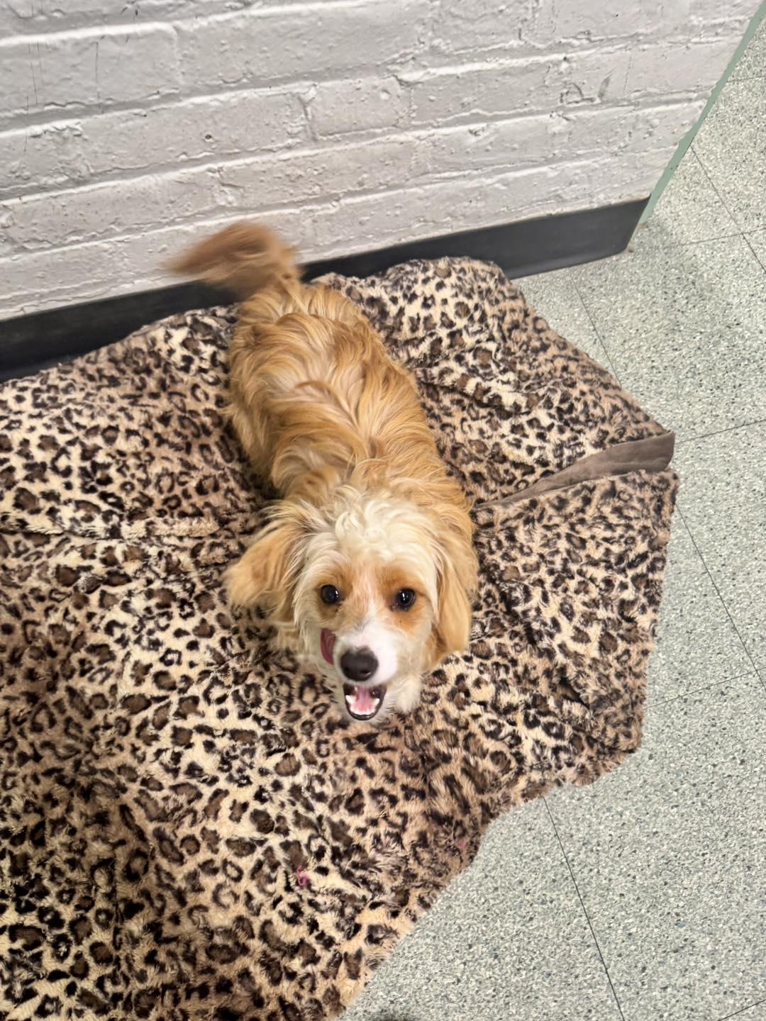 Sky, a Adopted mixed breed in Passaic, NJ image 2/4