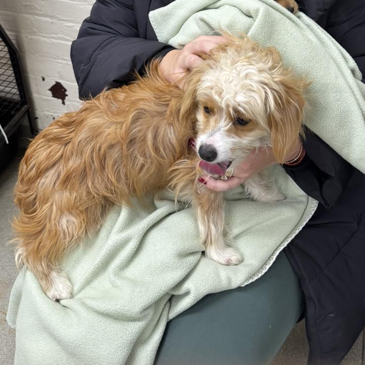 Sky, a Adopted mixed breed in Passaic, NJ image 4/4