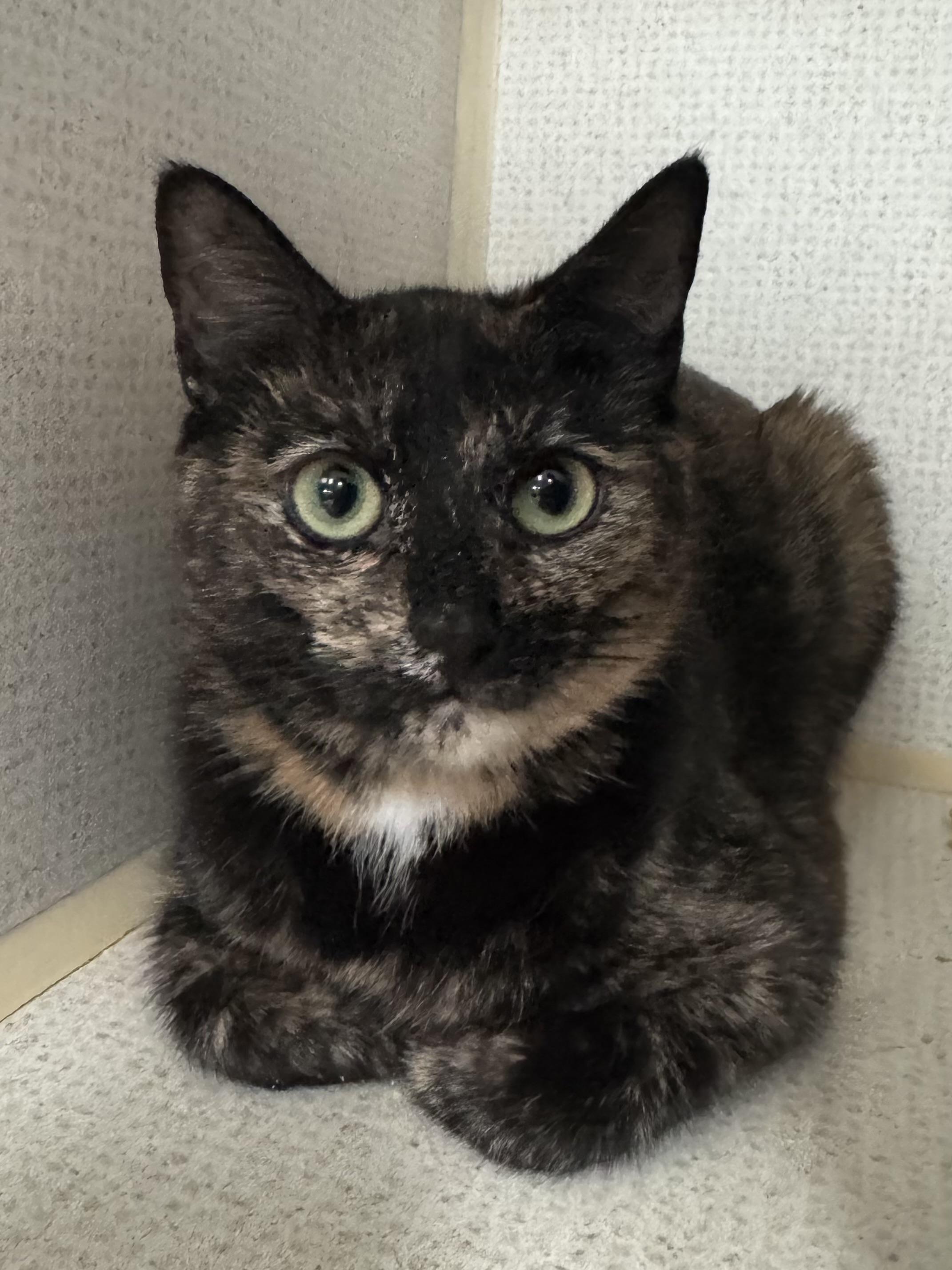 Enlarge GIZMO, a ADOPTABLE Domestic Short Hair in Hamilton, NJ image 2/3