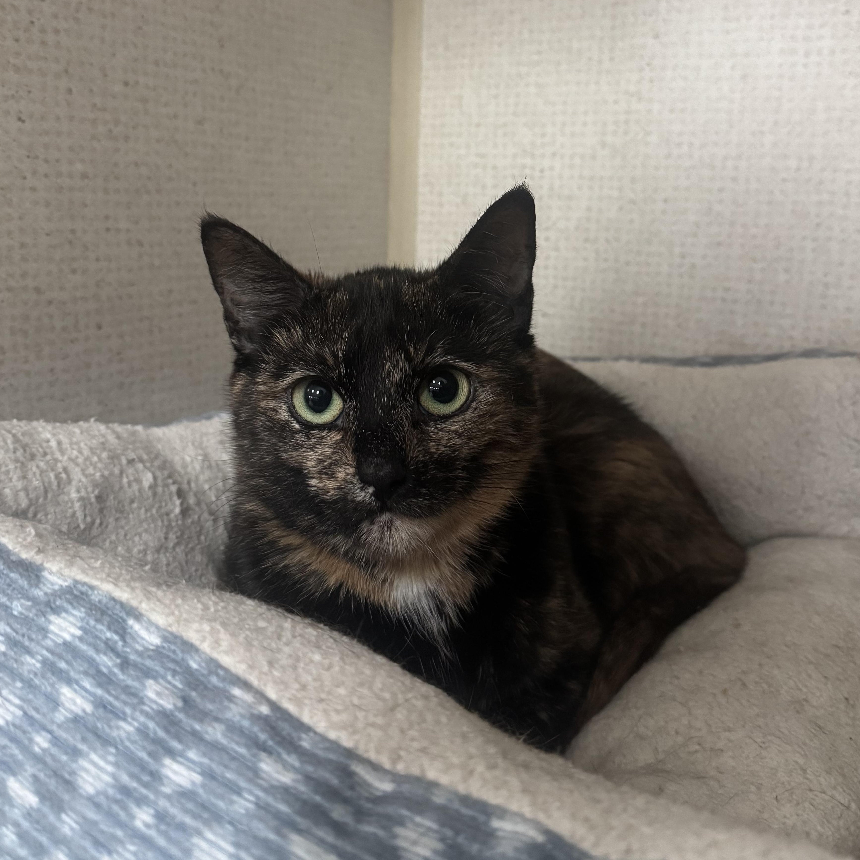 Enlarge GIZMO, a ADOPTABLE Domestic Short Hair in Hamilton, NJ image 3/3
