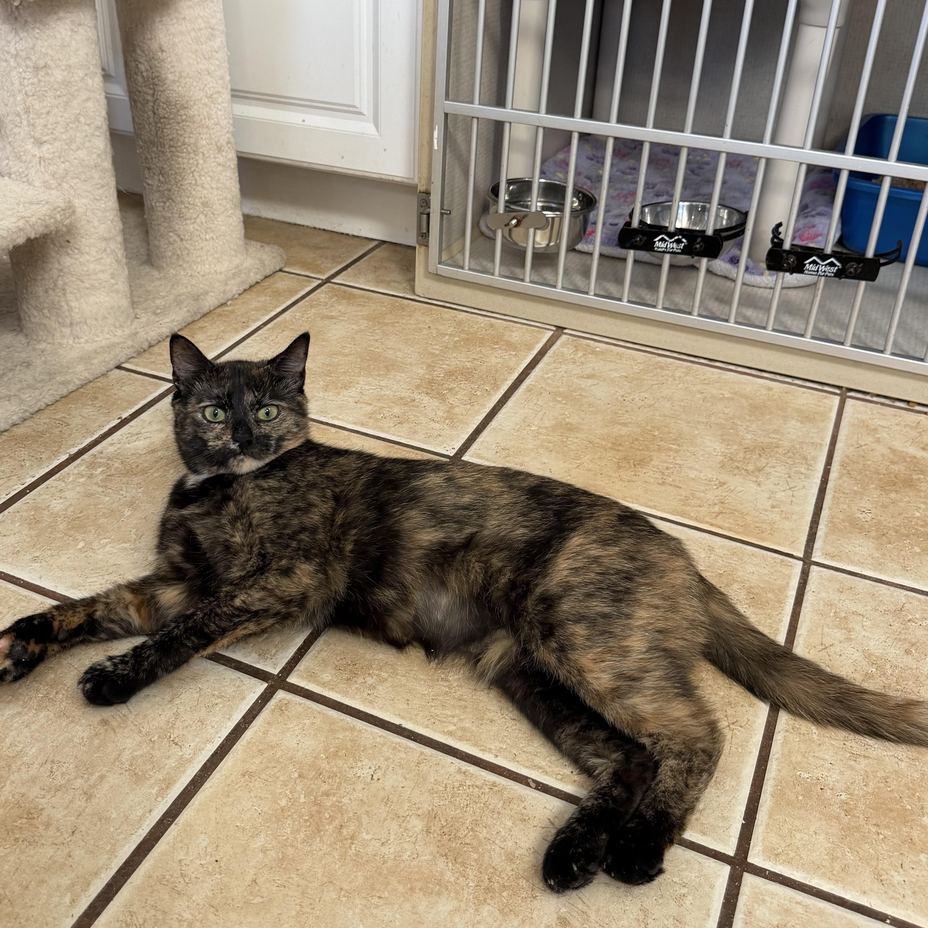 GIZMO, ADOPTABLE, Young Female Domestic Short Hair.