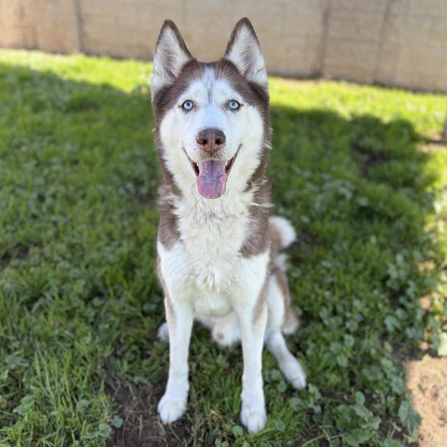 LEIF, Adoptable, Young Male Siberian Husky.