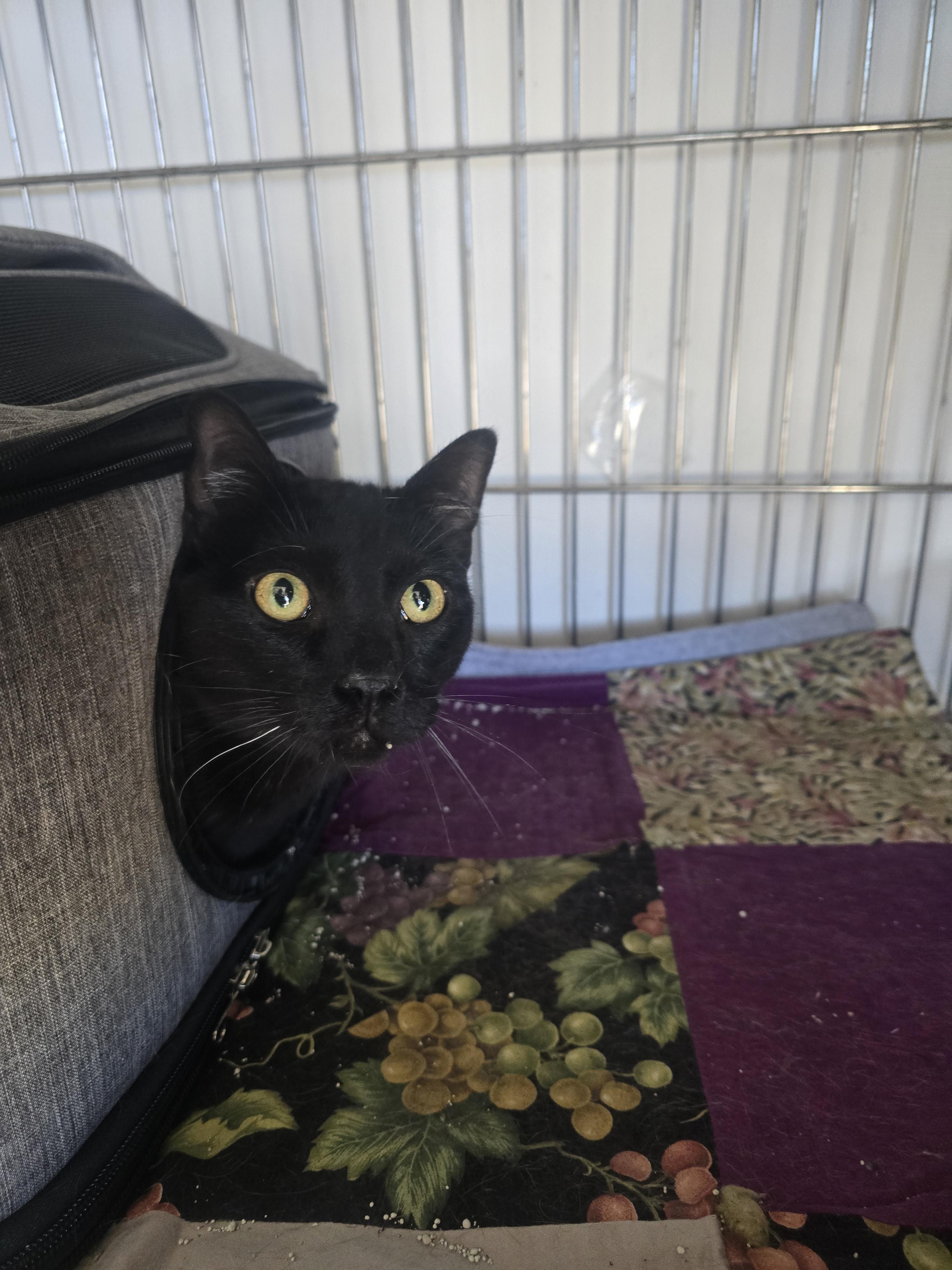 Jet, ADOPTABLE, Young Male Domestic Short Hair.