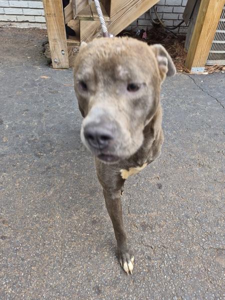 Enlarge Pen Ic-13 Goblin, a Adoptable mixed breed in Lawrenceville, GA image 1/1