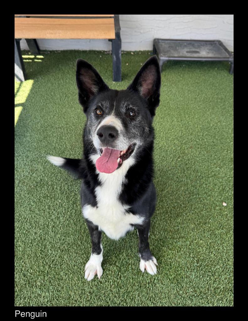 Enlarge Penguin, a Adoptable mixed breed in Chino Valley, AZ image 2/3
