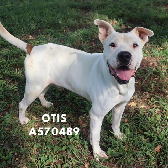OTIS, Adoptable, Adult Male Pit Bull Terrier.