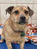 Paco, a ADOPTABLE mixed breed in Boerne, TX image 1/2