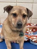 Paco, a ADOPTABLE mixed breed in Boerne, TX image 2/2