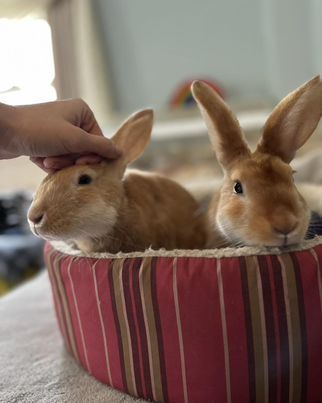 Enlarge Sunshine *bonded to Ritz*, an adopted mixed breed in Norway, ME image 6/6