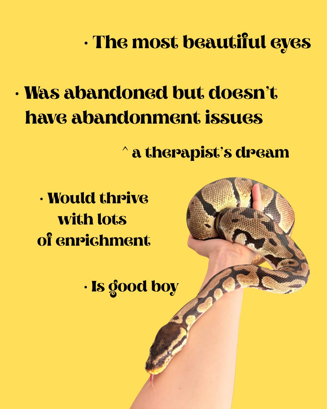 Enlarge Chance, a ADOPTABLE Ball Python in JACKSON, NJ image 2/5