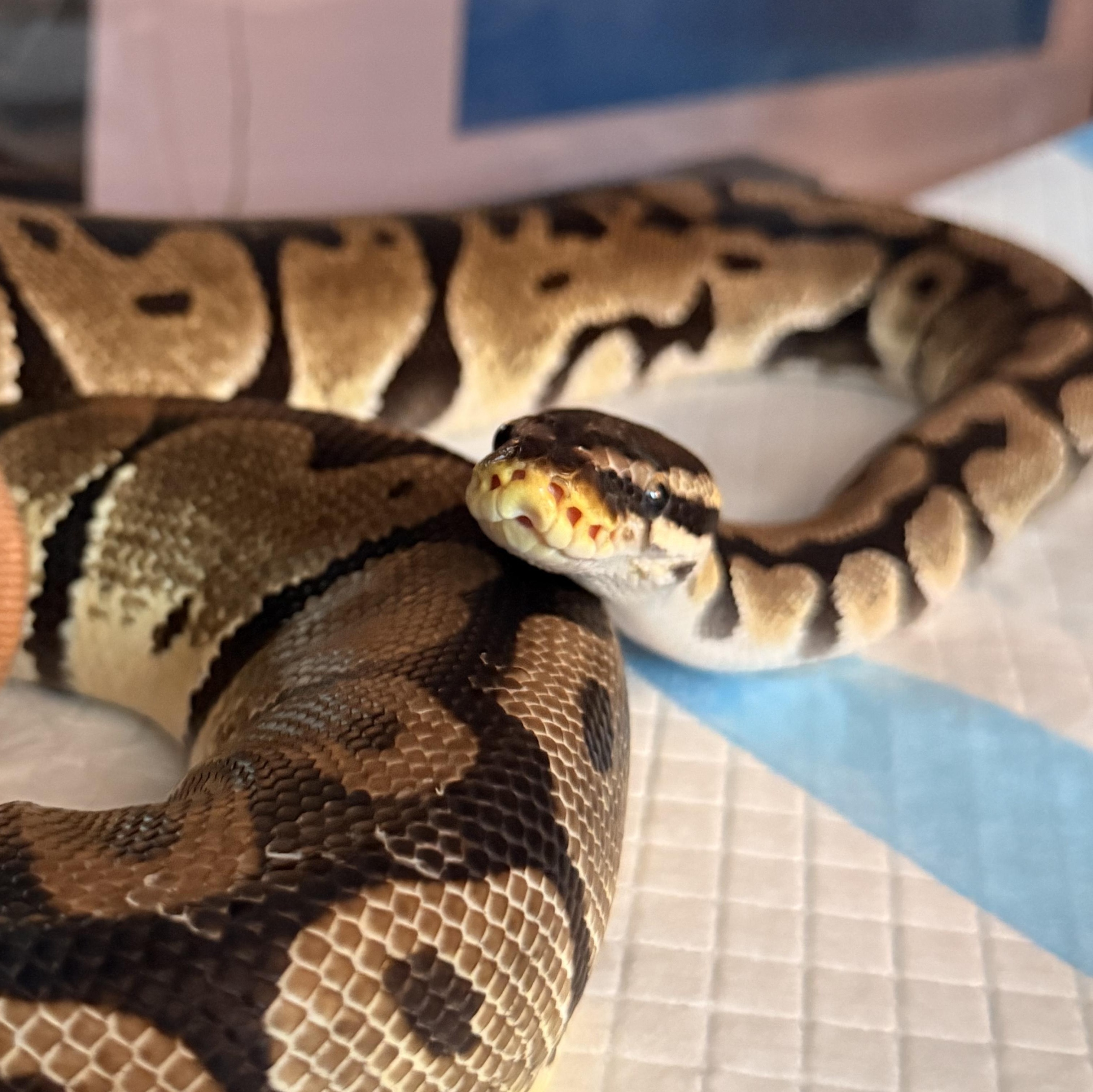Enlarge Chance, a ADOPTABLE Ball Python in JACKSON, NJ image 4/5