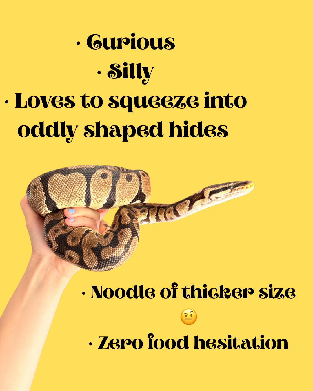 Enlarge Chance, a ADOPTABLE Ball Python in JACKSON, NJ image 3/5