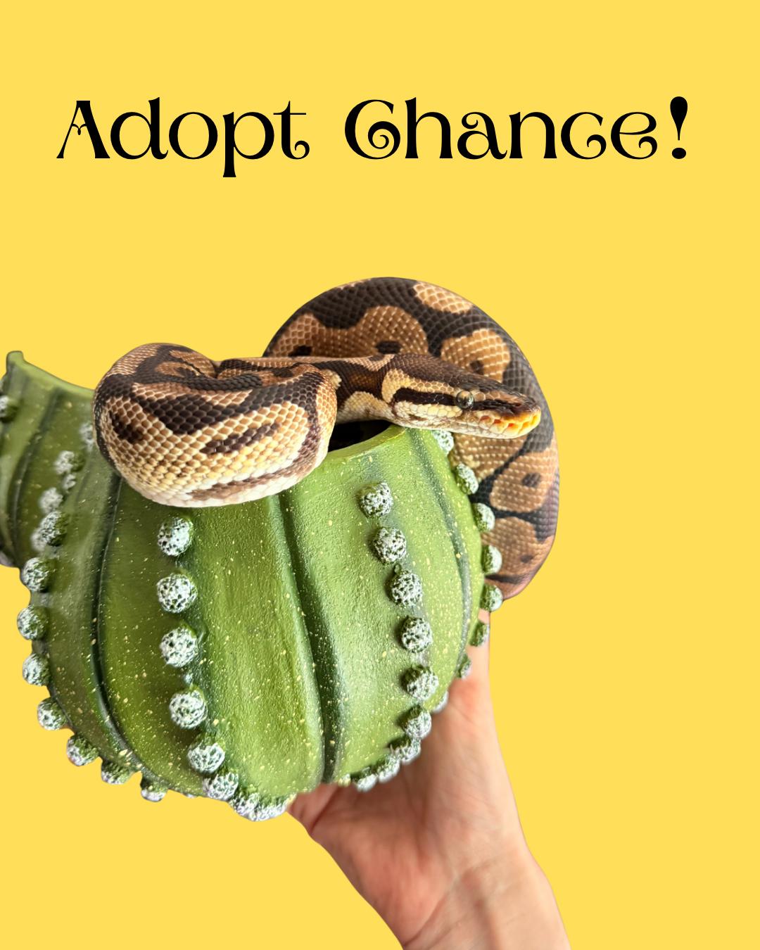Chance, ADOPTABLE, Adult Male Ball Python.