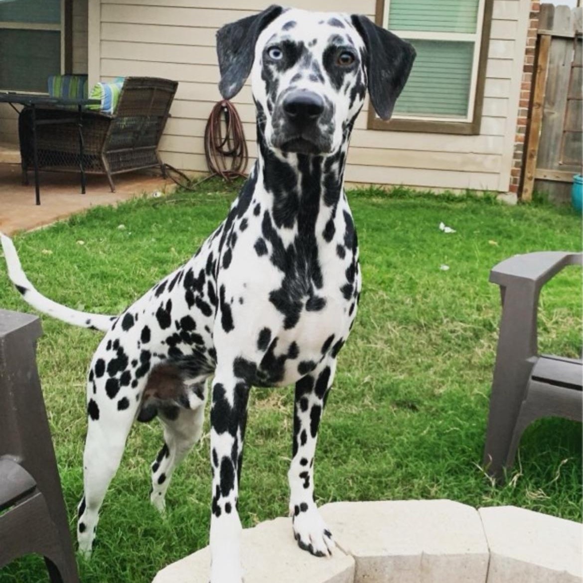Ollie, Adoptable, Young Male Dalmatian.