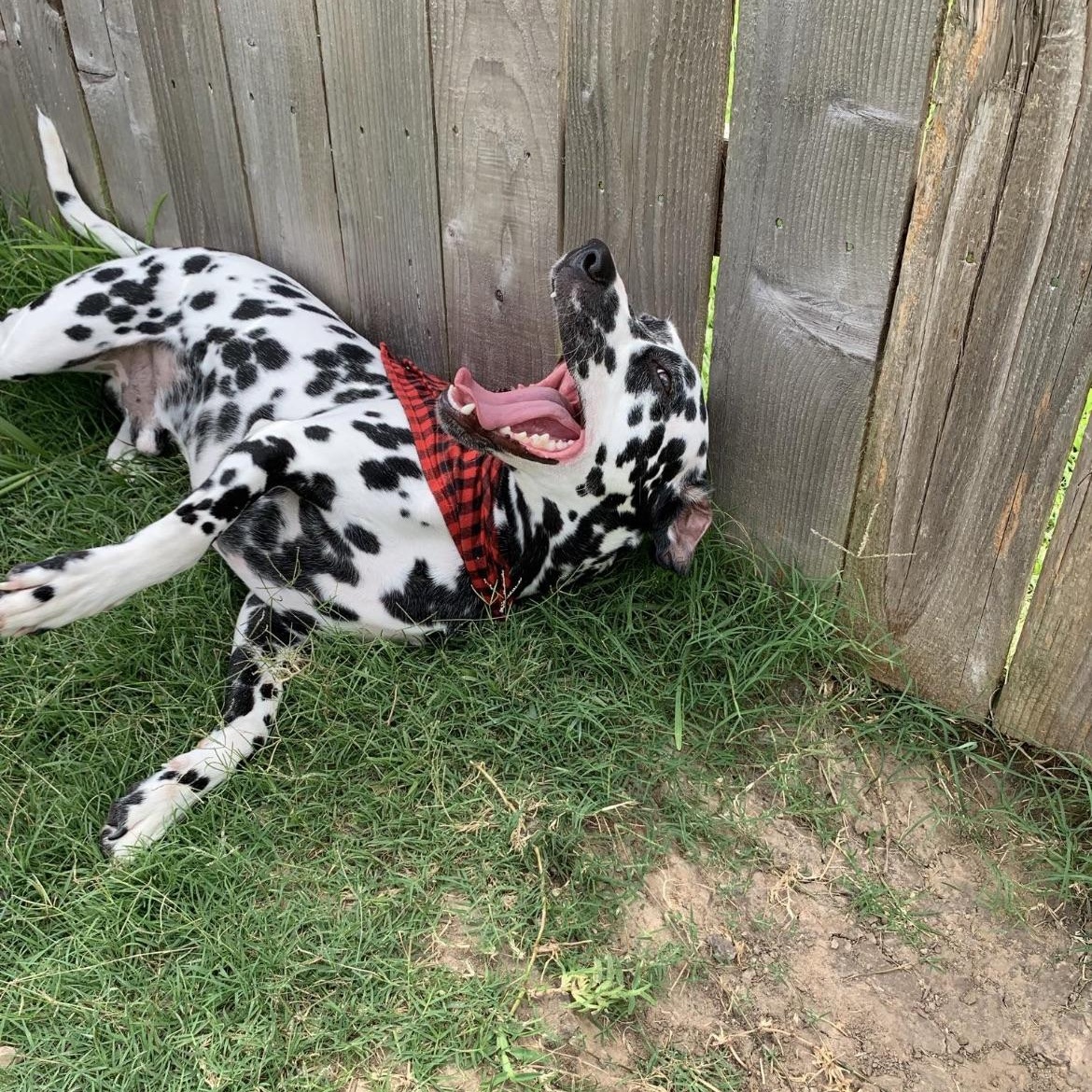 Enlarge Ollie, a Adoptable mixed breed in Perrysburg, OH image 5/6