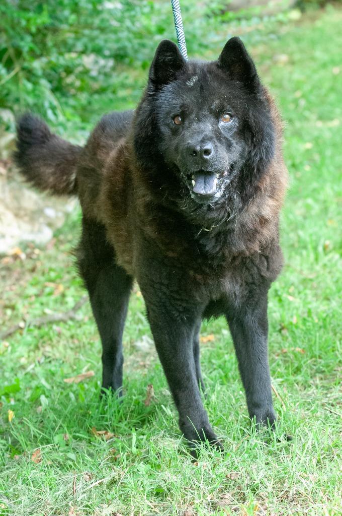 Enlarge Dallas, a Adoptable Chow Chow in Johnson City, TN image 1/3