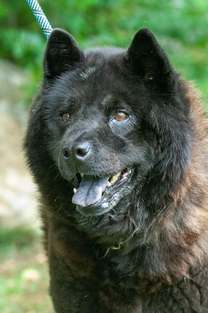 Enlarge Dallas, a Adoptable Chow Chow in Johnson City, TN image 2/3