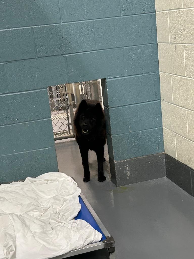 Enlarge Dallas, a Adoptable Chow Chow in Johnson City, TN image 3/3