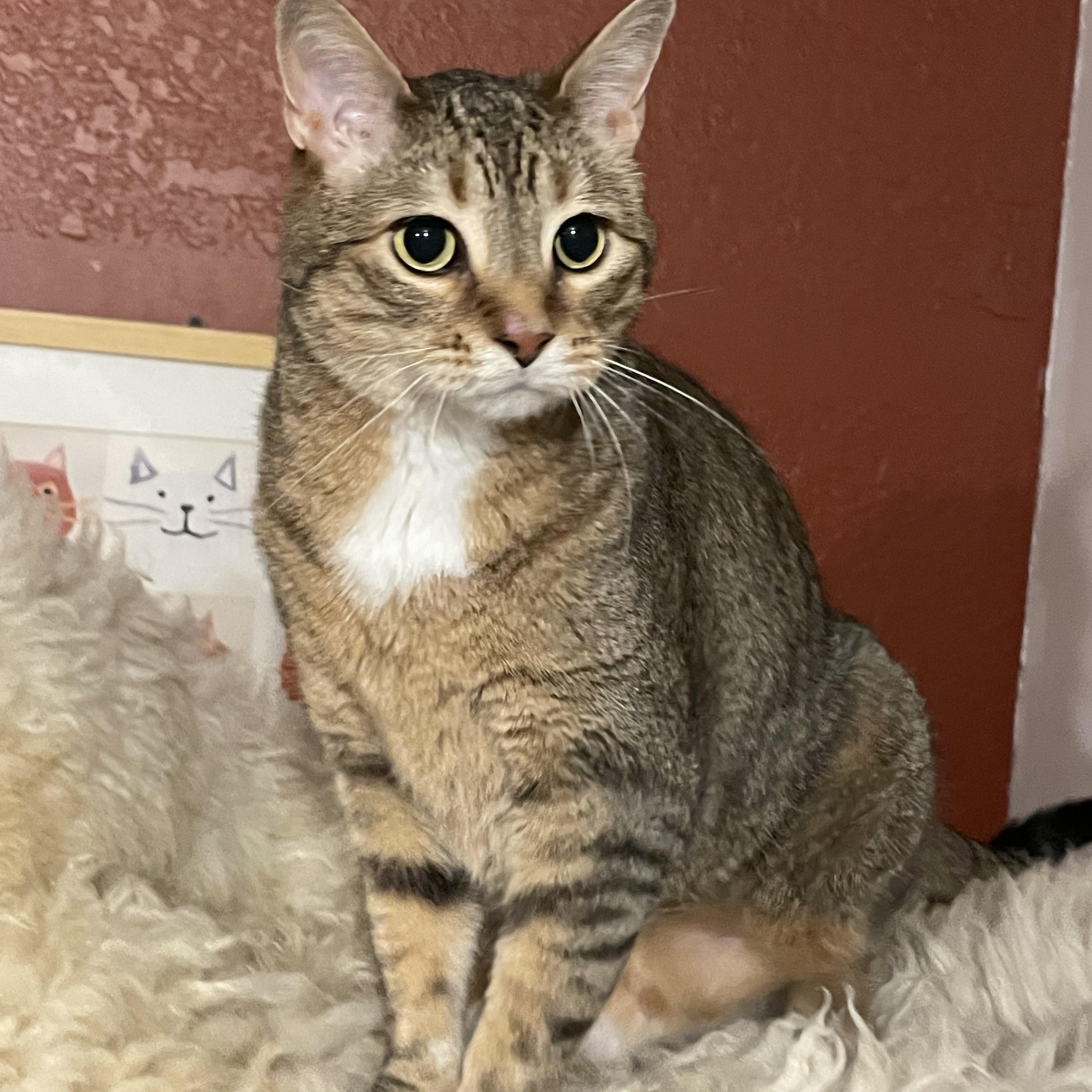 Rizzie, Adult Male Tabby