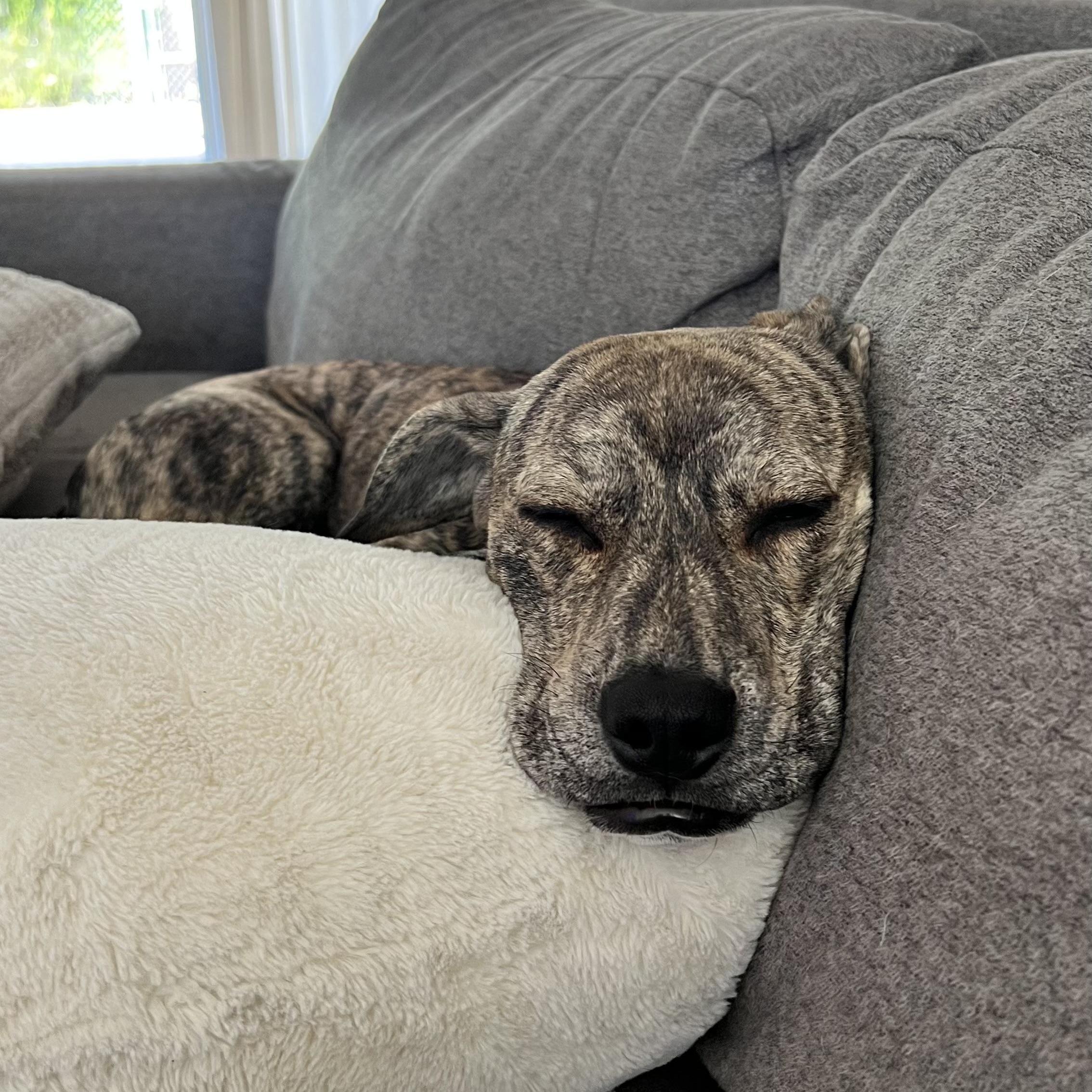 Enlarge Paloma, a ADOPTABLE mixed breed in Bend, OR image 5/6