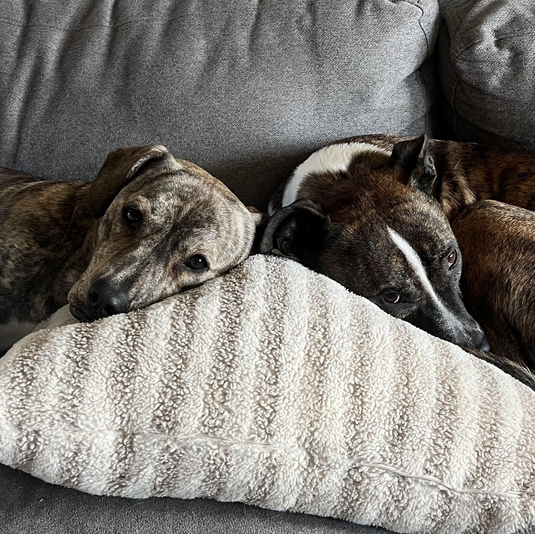 Enlarge Paloma, a ADOPTABLE mixed breed in Bend, OR image 4/6