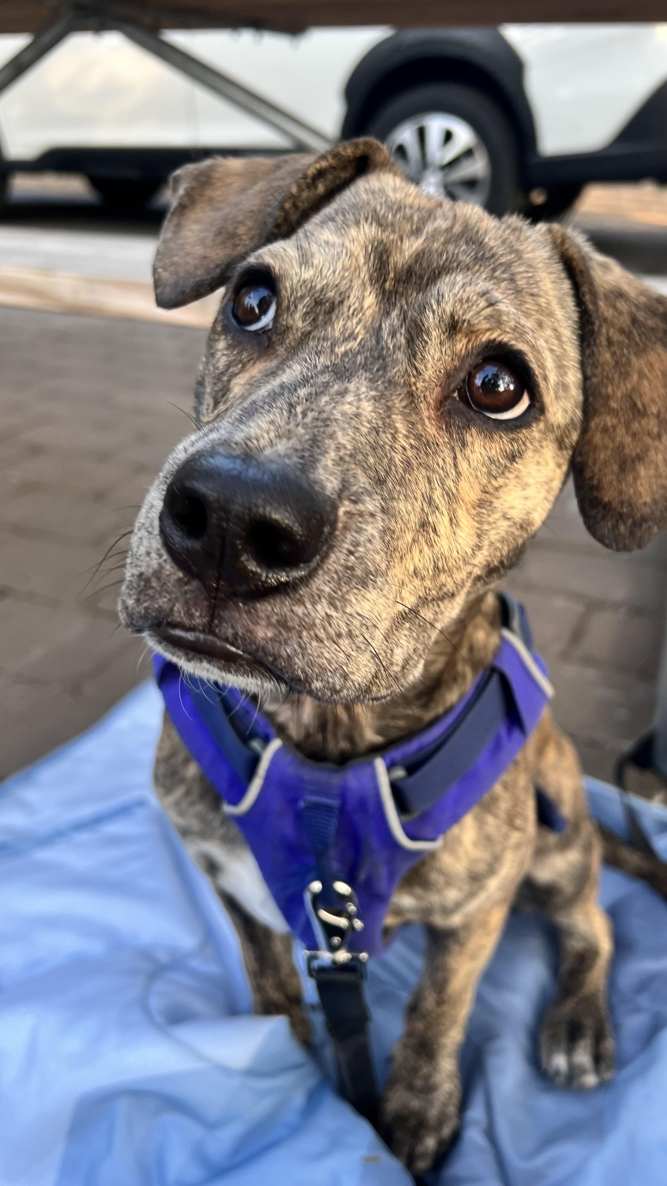 Enlarge Paloma, a ADOPTABLE mixed breed in Bend, OR image 2/6