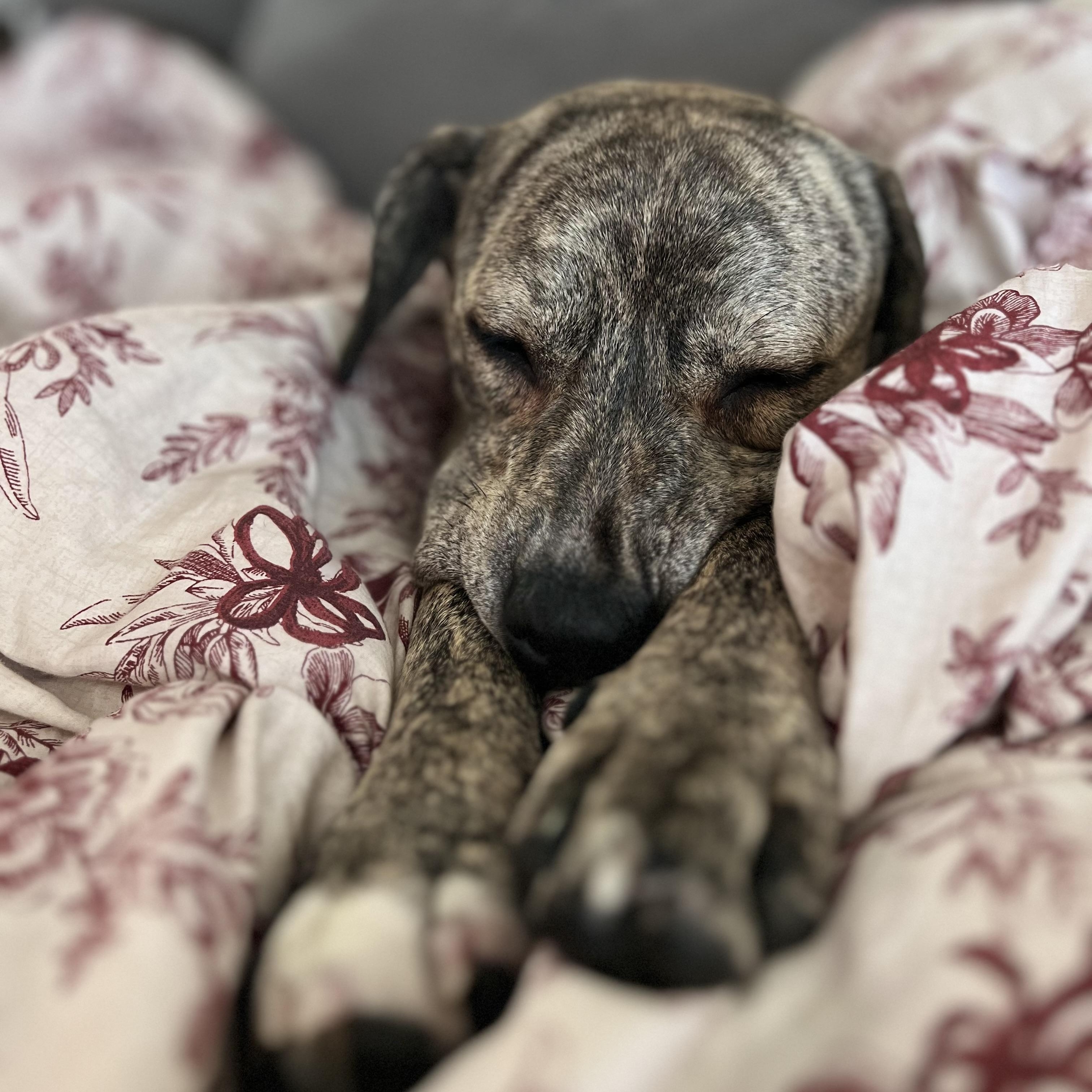 Enlarge Paloma, a ADOPTABLE mixed breed in Bend, OR image 1/6