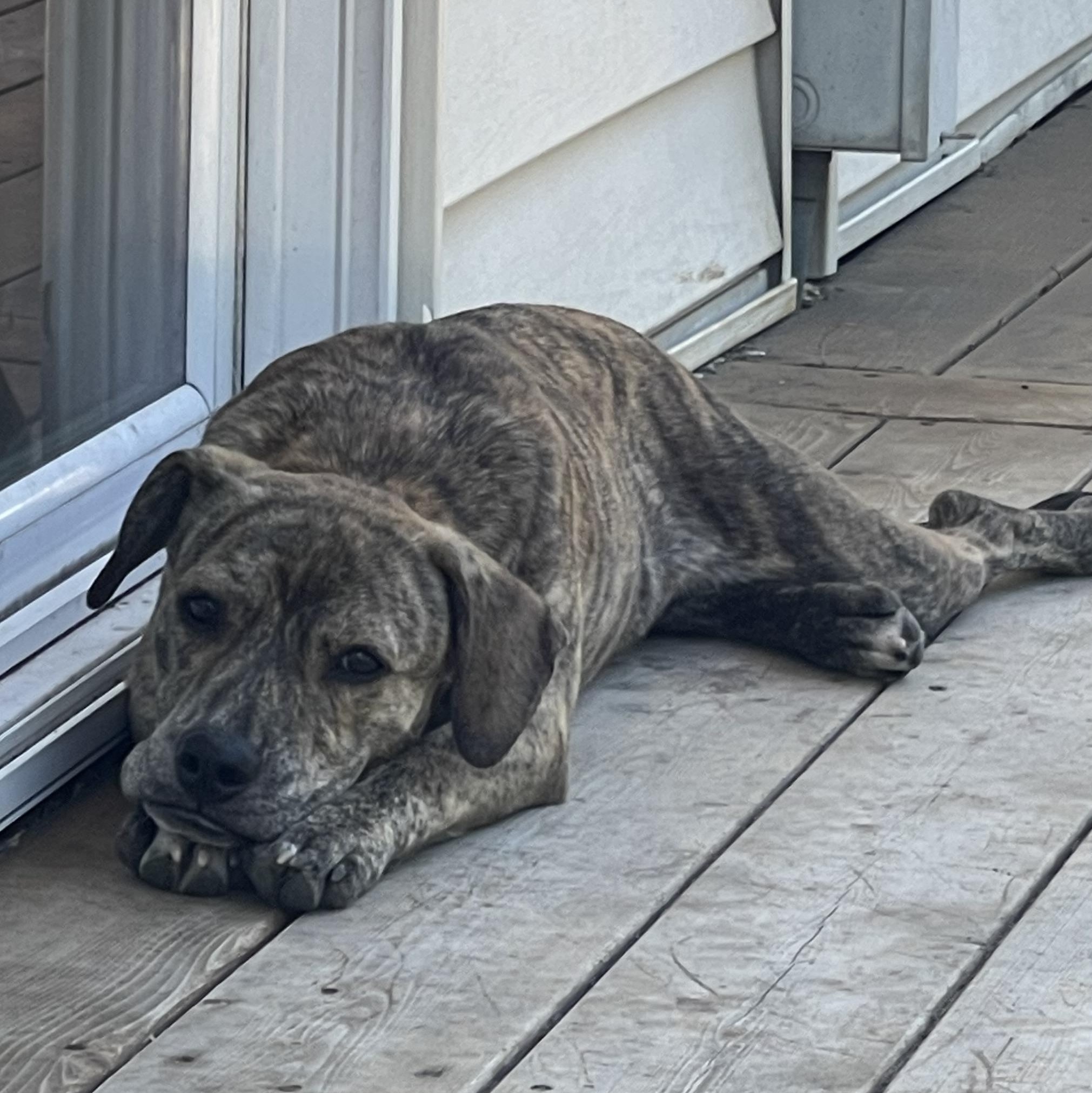 Enlarge Paloma, a ADOPTABLE mixed breed in Bend, OR image 3/6