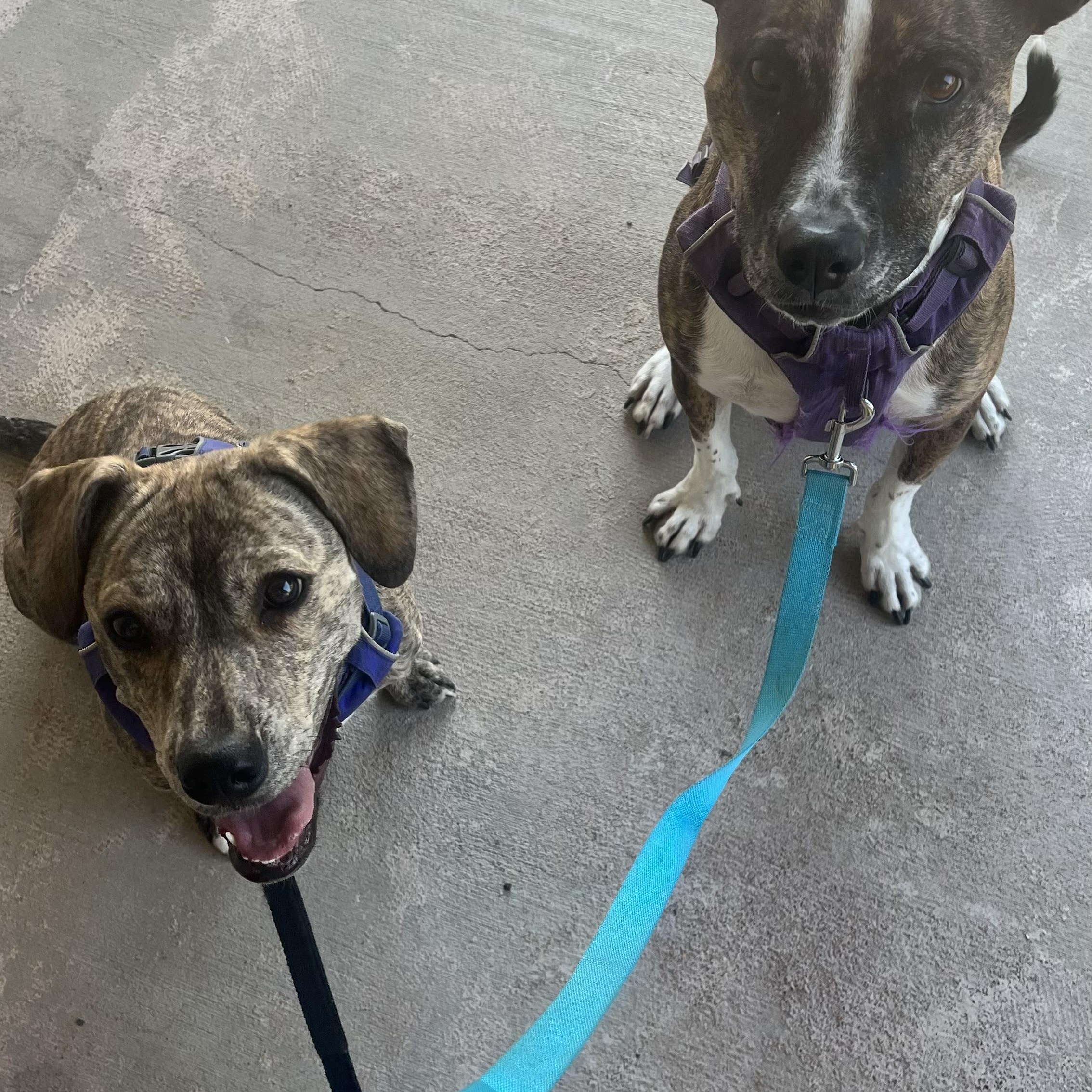 Enlarge Paloma, a ADOPTABLE mixed breed in Bend, OR image 6/6