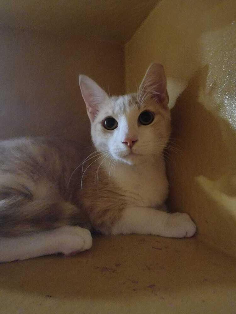 Bruno, Adoptable, Kitten Male Domestic Short Hair.