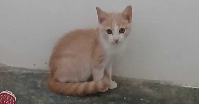 Enlarge Bruno, a Adoptable Domestic Short Hair image 1/1