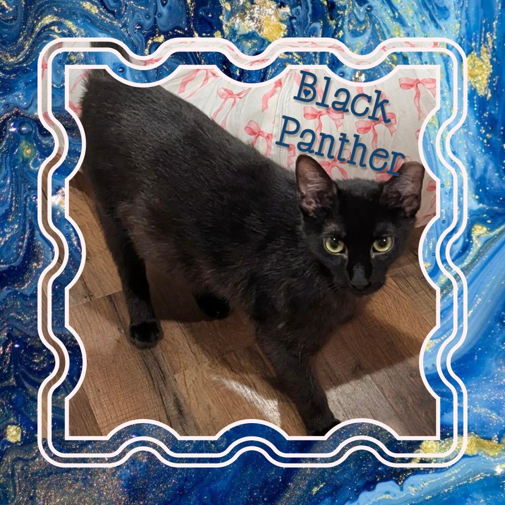 Black Panther, Adoptable, Young Male Domestic Short Hair.